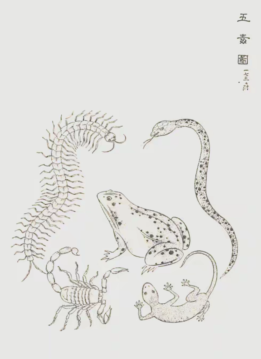 说个热乎的冷知识，中华文明中的五毒其实就两毒是虫子 - 万事屋 | 生活·动漫·娱乐综合社区-银魂同好聚集地