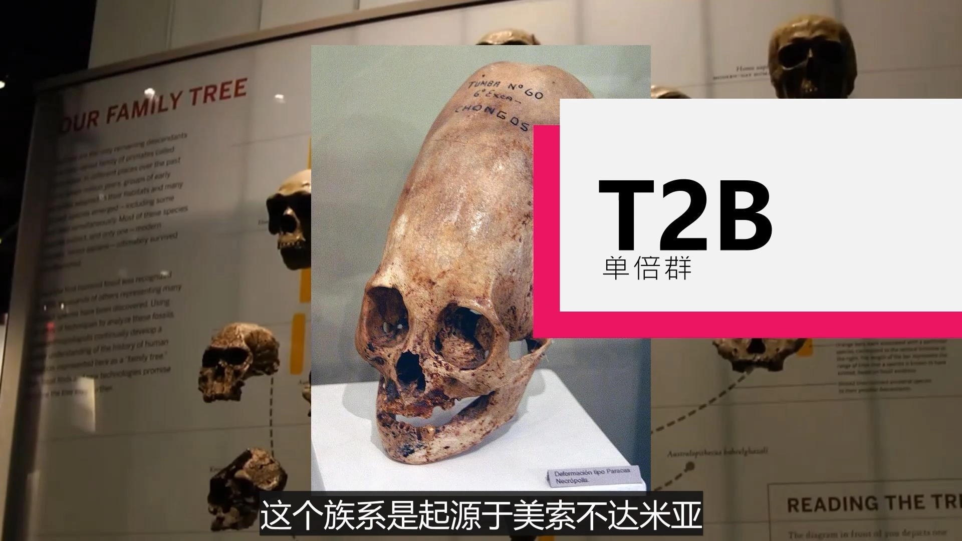 南美惊现“神族遗骸”!DNA检测结果让专家集体沉默