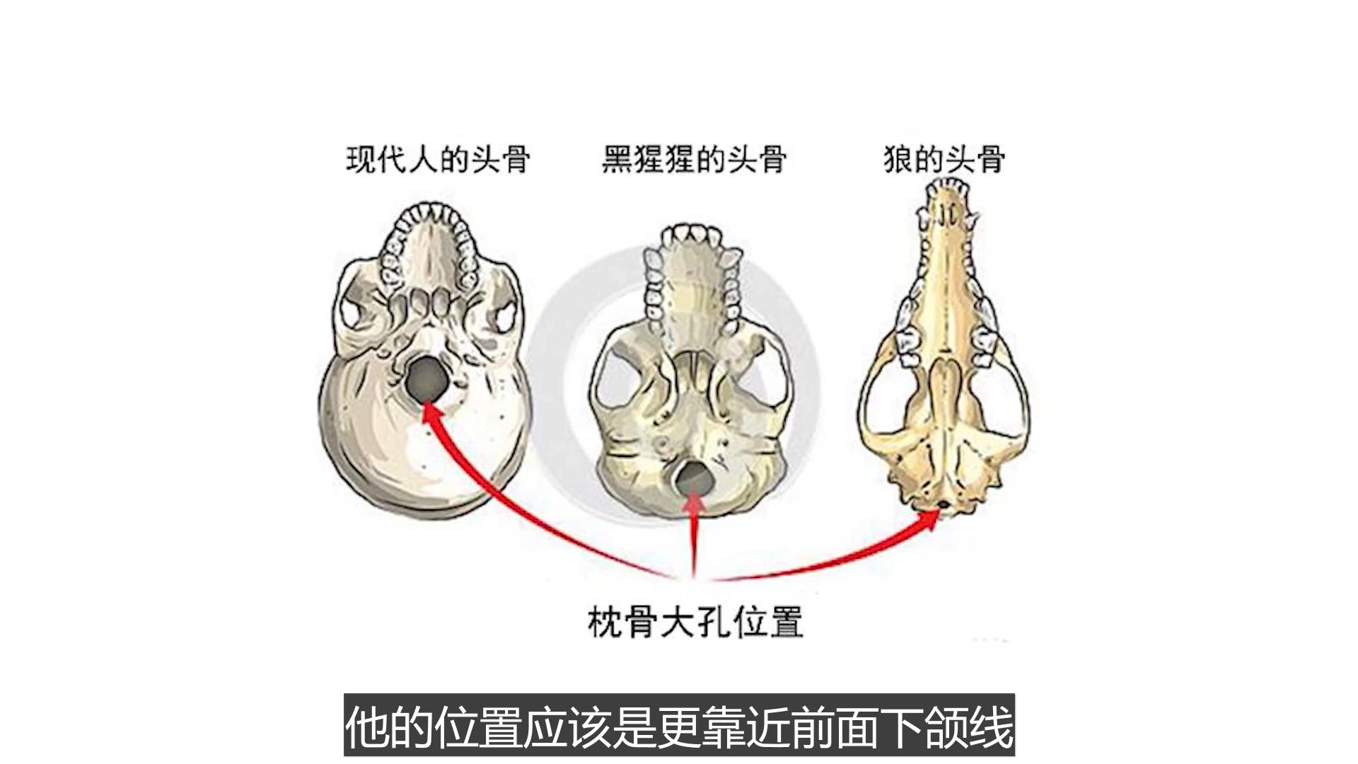 南美惊现“神族遗骸”!DNA检测结果让专家集体沉默