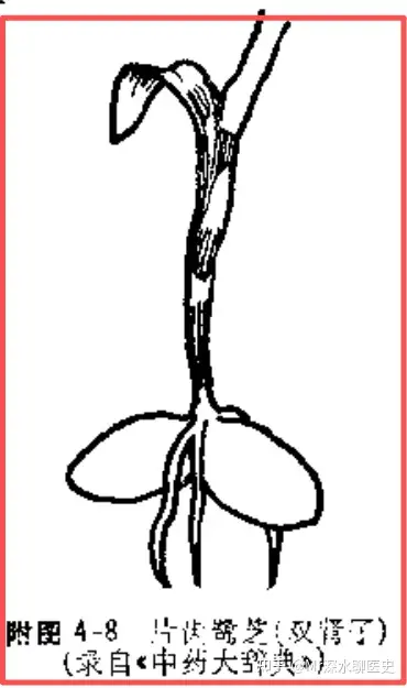 古人是怎么发现各种中草药的不同功效和药方的?说出来可能令你笑到暴毙