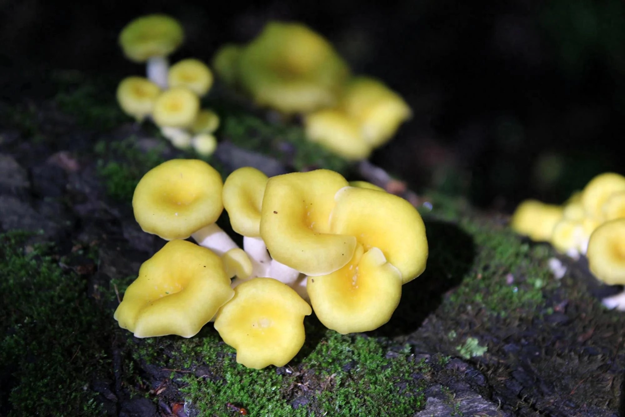金色平菇从人工栽培环境“逃逸” 开始在野外落地生根 - 万事屋 | 生活·动漫·娱乐综合社区-银魂同好聚集地