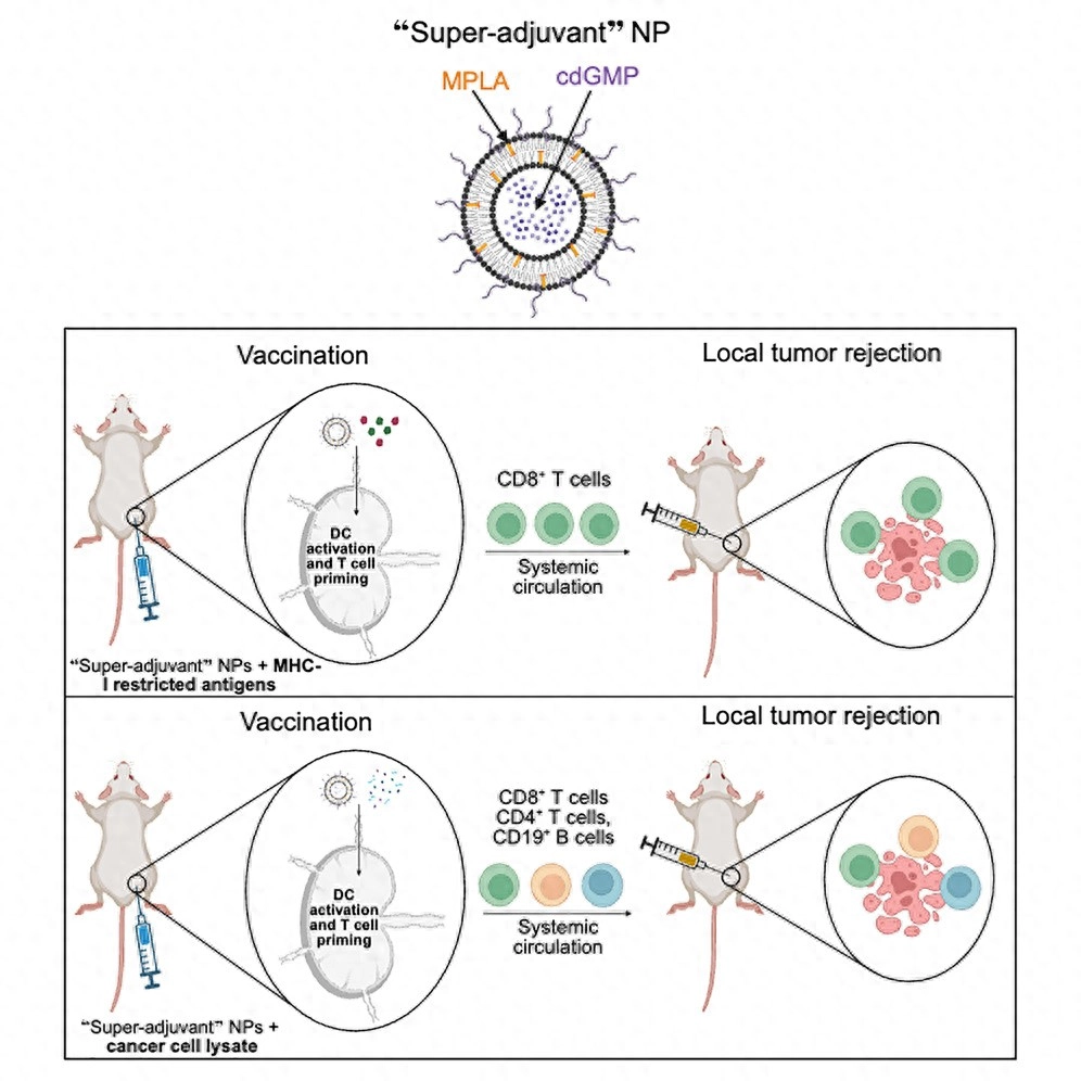 纳米颗粒免疫平台在多种小鼠模型中实现长期无肿瘤与阻断转移 - 万事屋 | 生活·动漫·娱乐综合社区-银魂同好聚集地