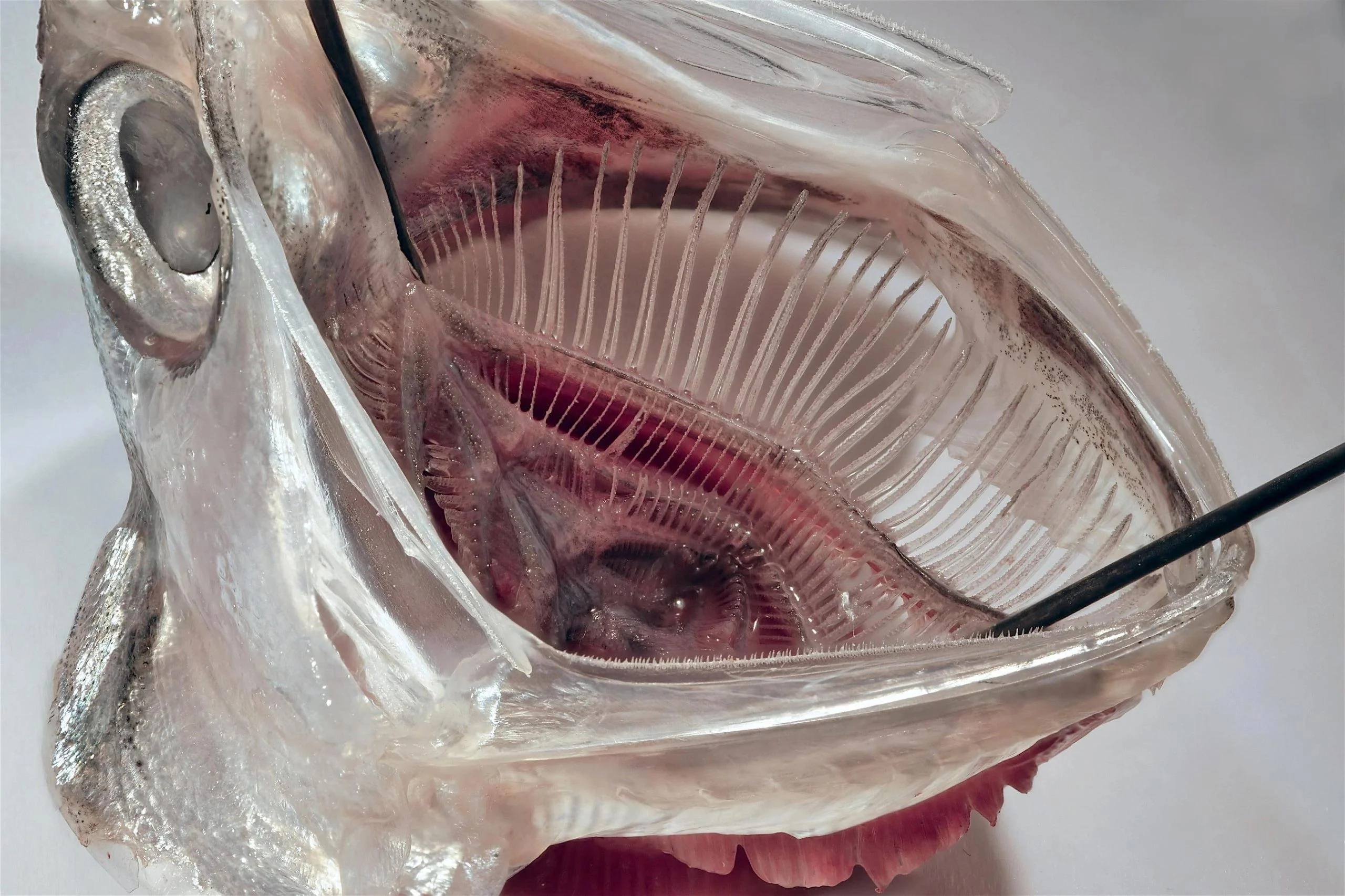 鱼鳃启发新型洗衣机滤网 去除多达99%微塑料的“自清洁”方案 - 万事屋 | 生活·动漫·娱乐综合社区-银魂同好聚集地