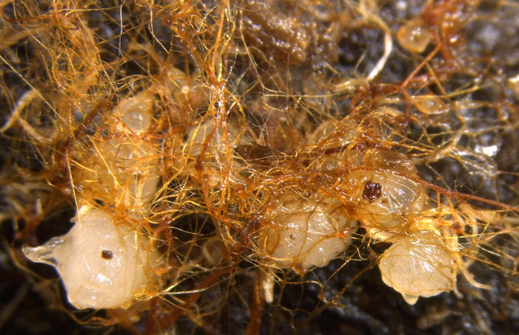 朽木“喂大”了兰花 日本研究揭示枯木与兰科植物的共生通道 - 万事屋 | 生活·动漫·娱乐综合社区-银魂同好聚集地