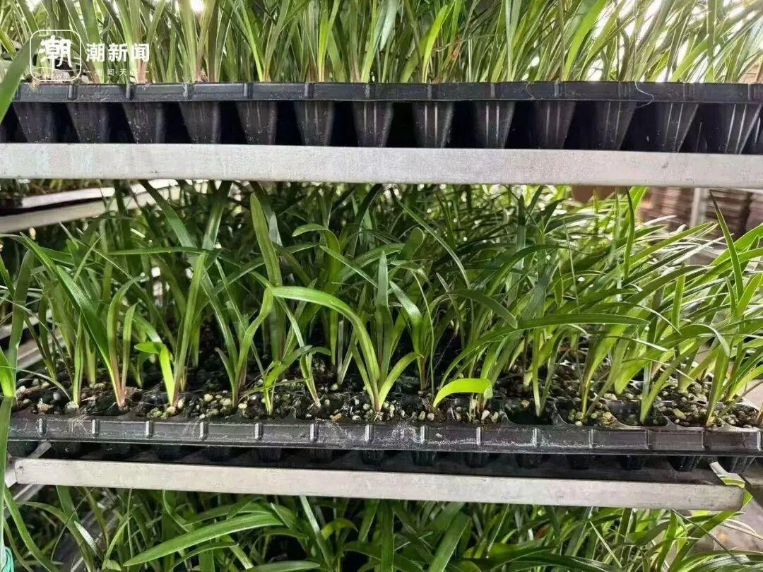 价格雪崩！近300元跌至35元，曾经的网红“卖不动了”