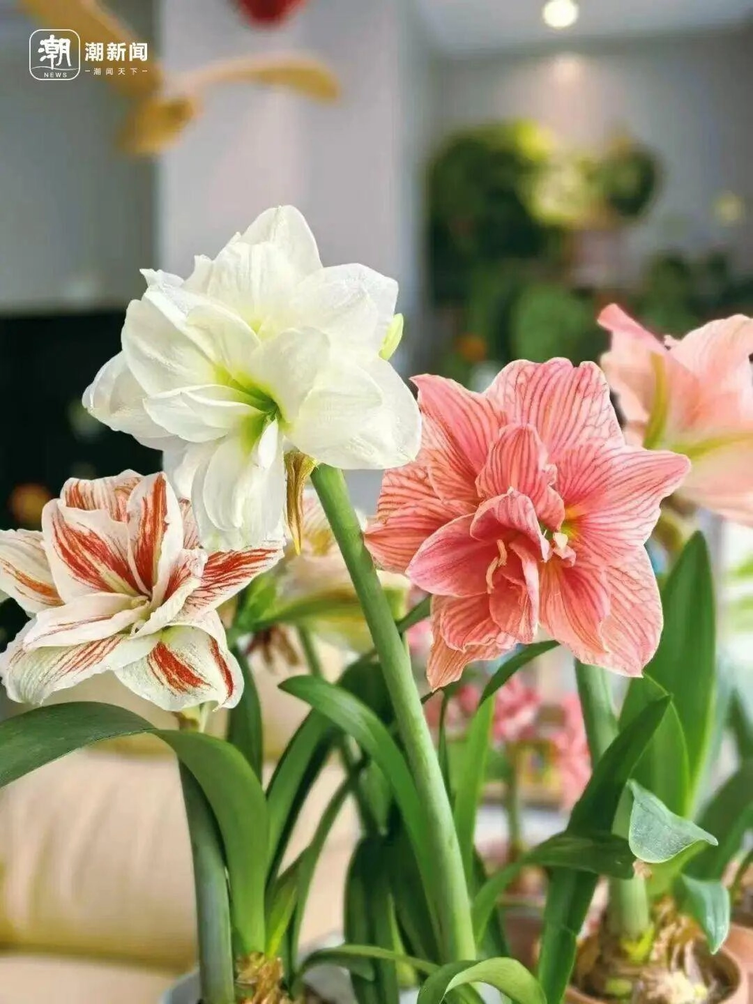 价格雪崩！近300元跌至35元，曾经的网红“卖不动了”