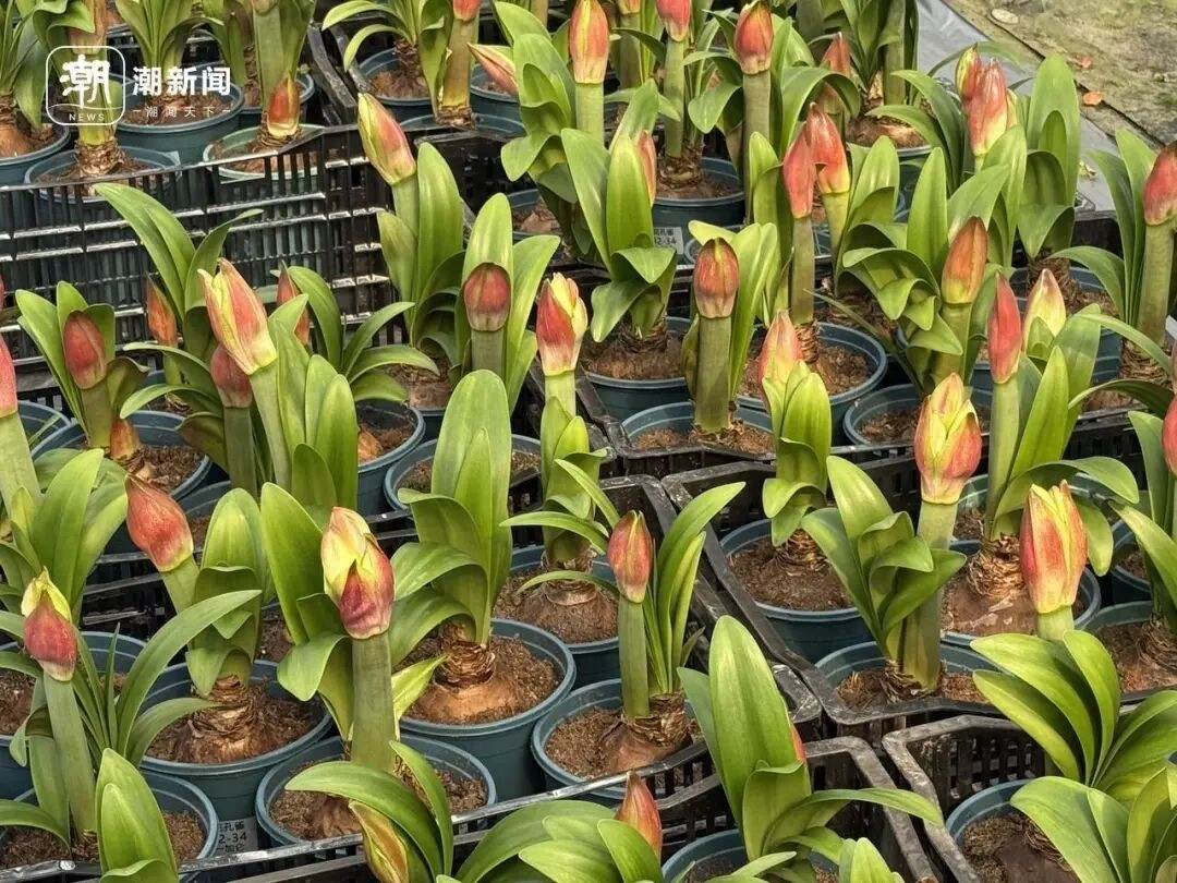 价格雪崩！近300元跌至35元，曾经的网红“卖不动了” - 万事屋 | 生活·动漫·娱乐综合社区-银魂同好聚集地