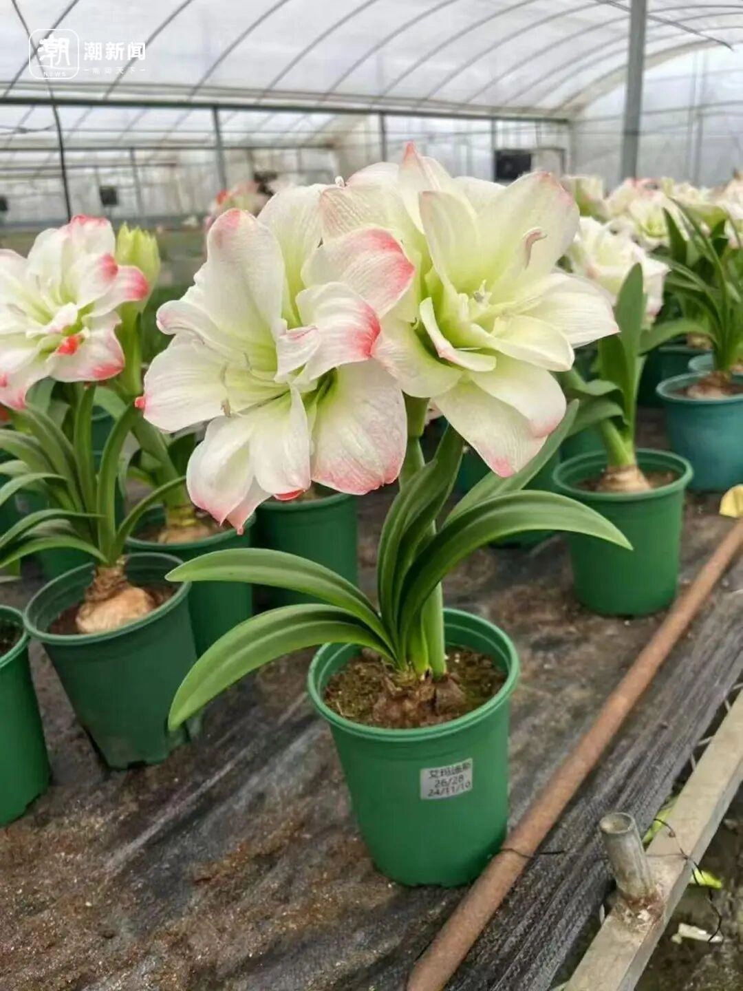 价格雪崩！近300元跌至35元，曾经的网红“卖不动了”