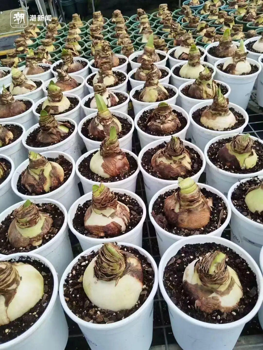 价格雪崩！近300元跌至35元，曾经的网红“卖不动了”