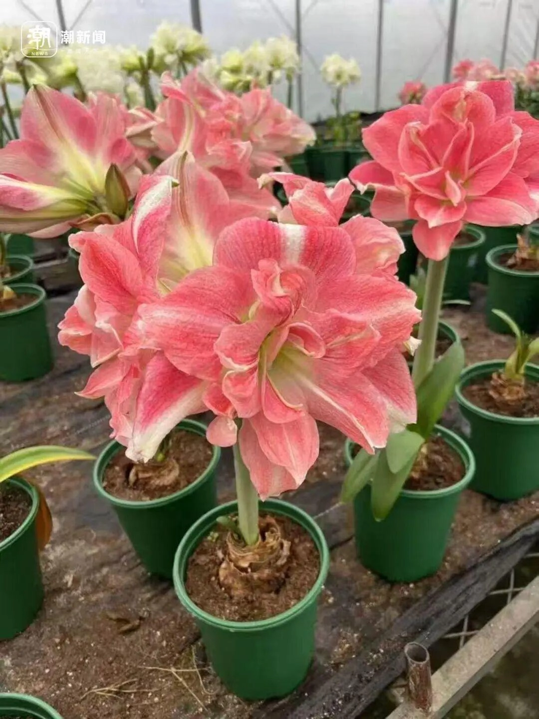 价格雪崩！近300元跌至35元，曾经的网红“卖不动了”