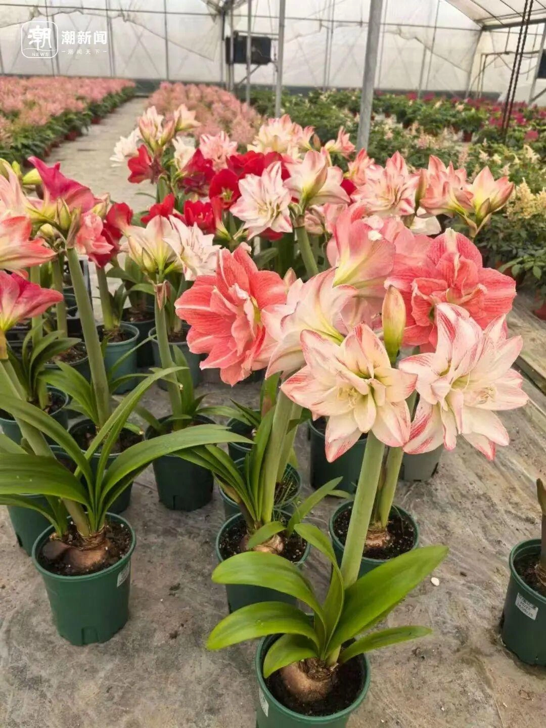 价格雪崩！近300元跌至35元，曾经的网红“卖不动了”