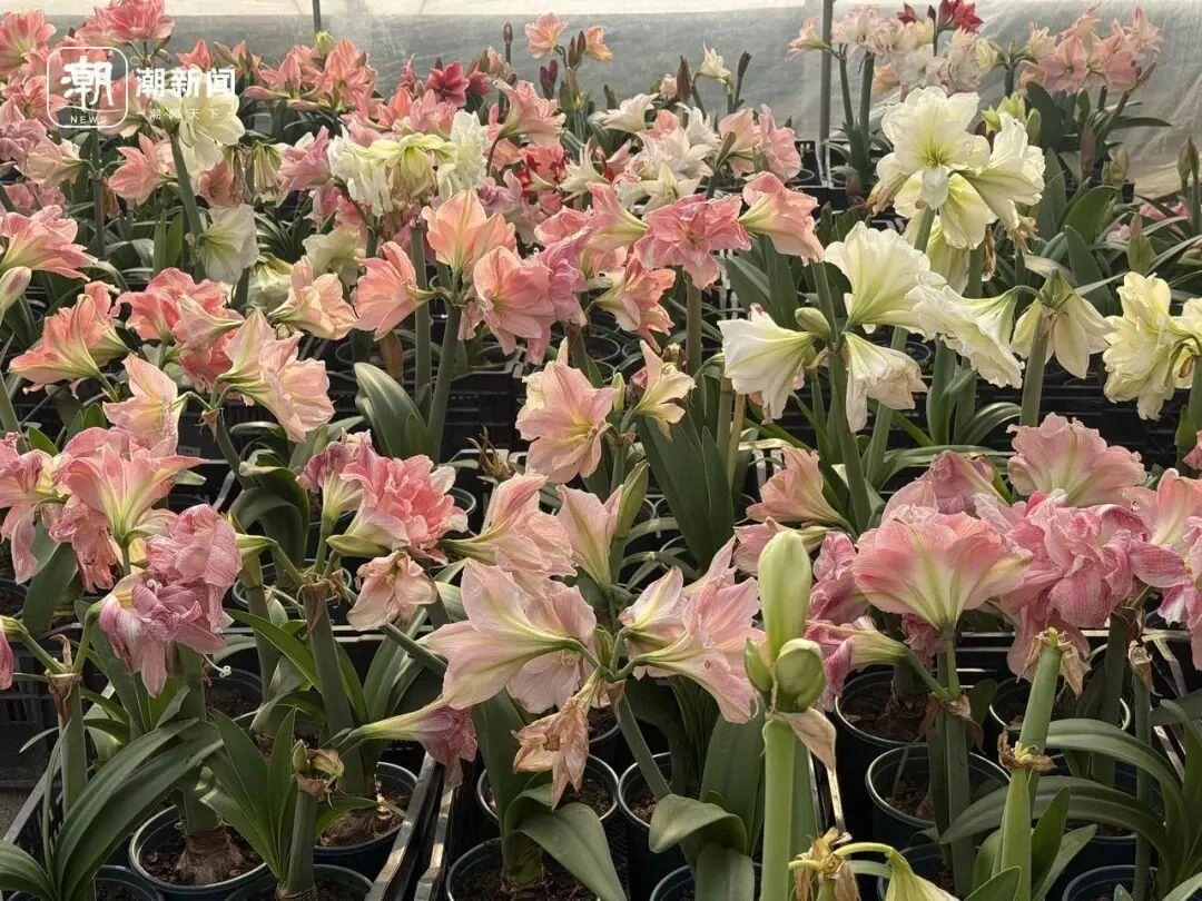 价格雪崩！近300元跌至35元，曾经的网红“卖不动了”