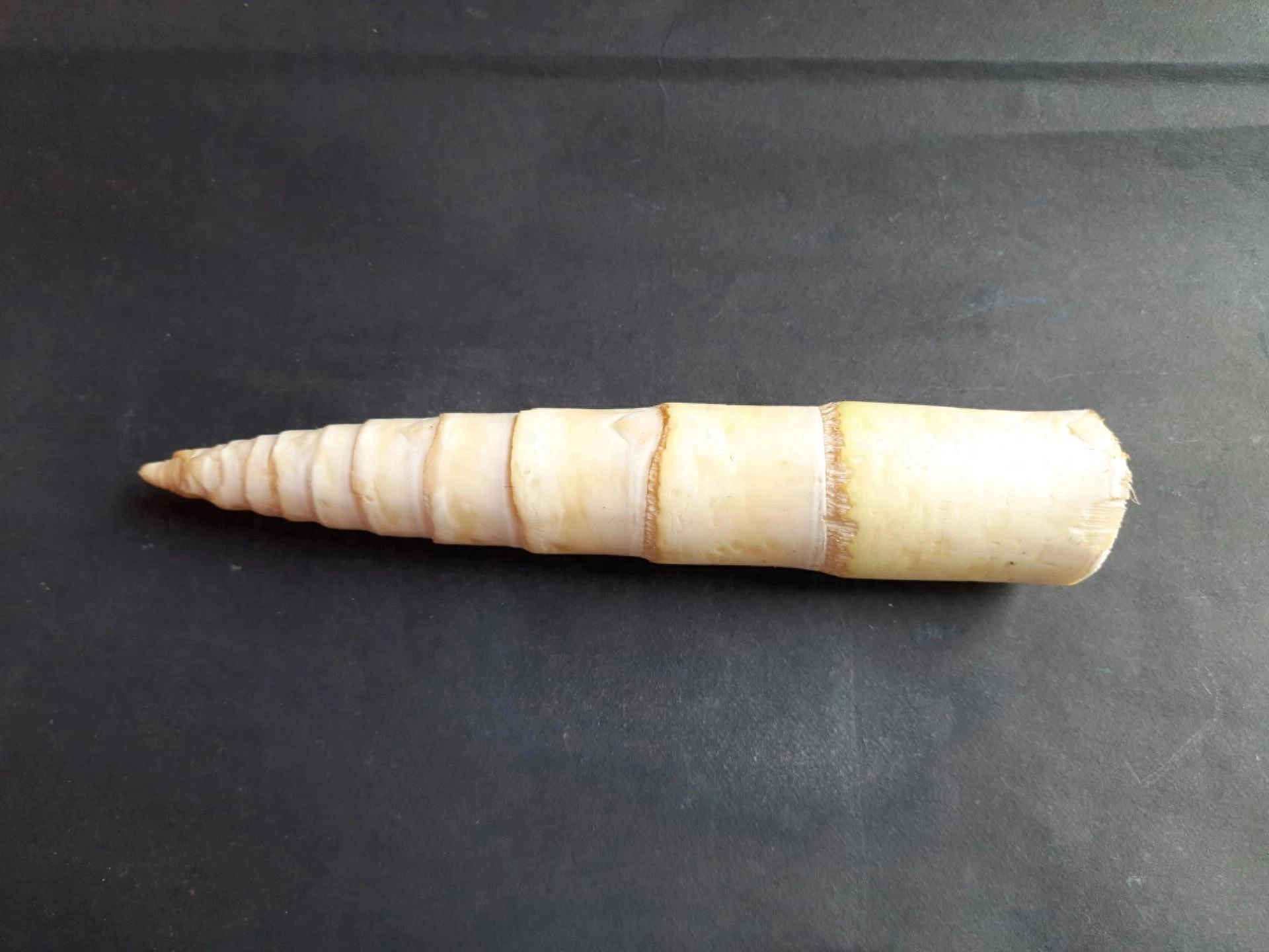 研究发现食用竹笋可以控糖抗炎 改善机体代谢健康 - 万事屋 | 生活·动漫·娱乐综合社区-银魂同好聚集地