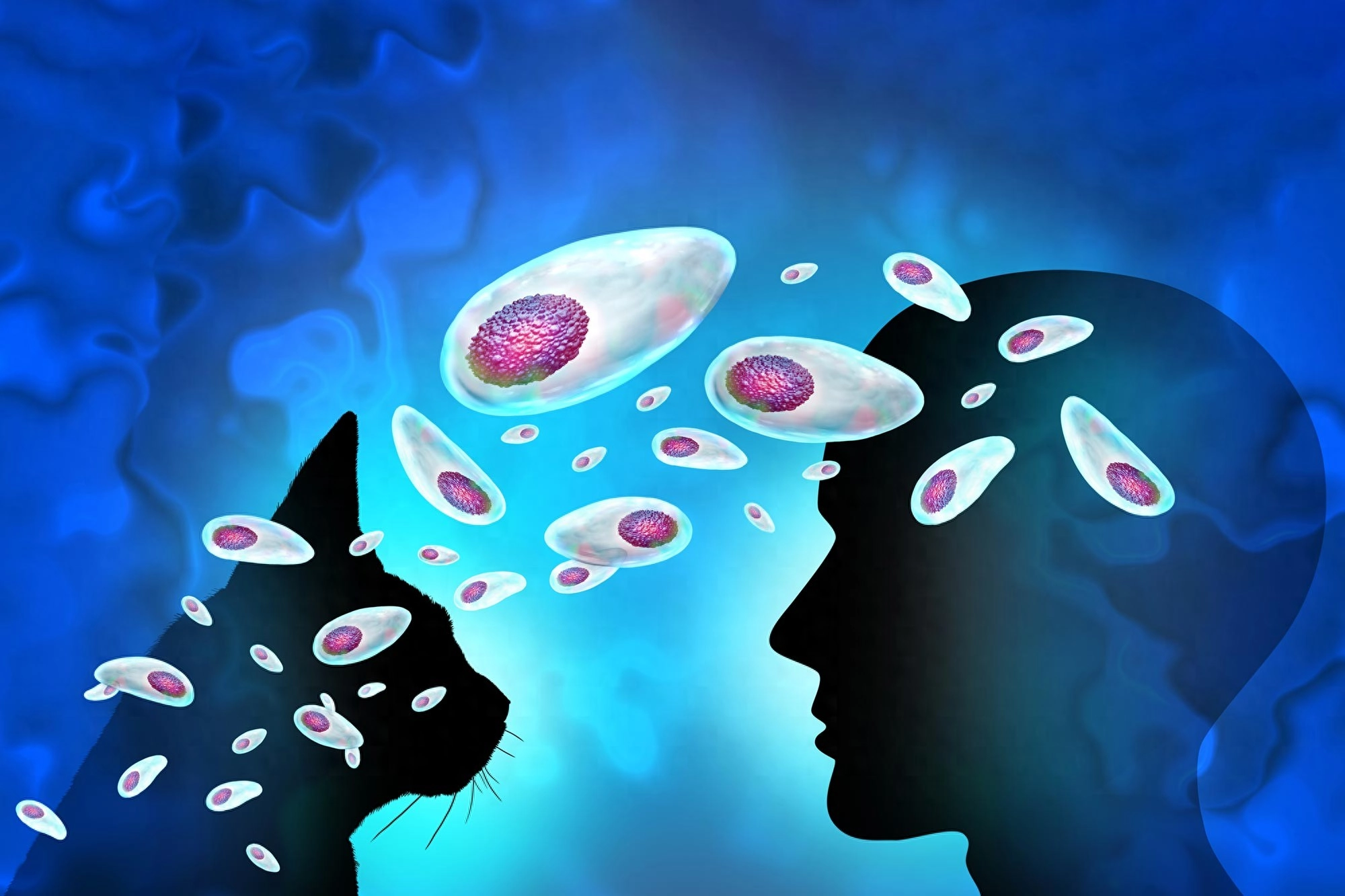 弓形虫在大脑里的活动细节被科学家观察到 - 万事屋 | 生活·动漫·娱乐综合社区-银魂同好聚集地