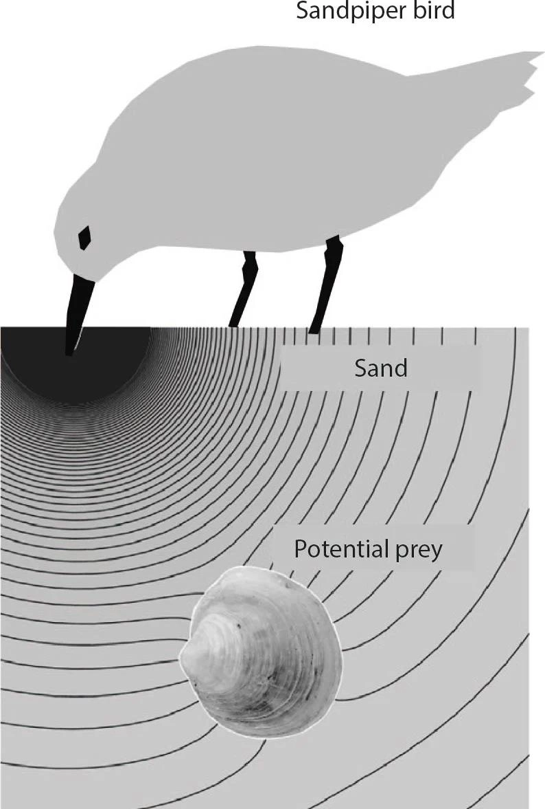 人类或具“远程触觉”第七感 可感知沙中隐匿物体