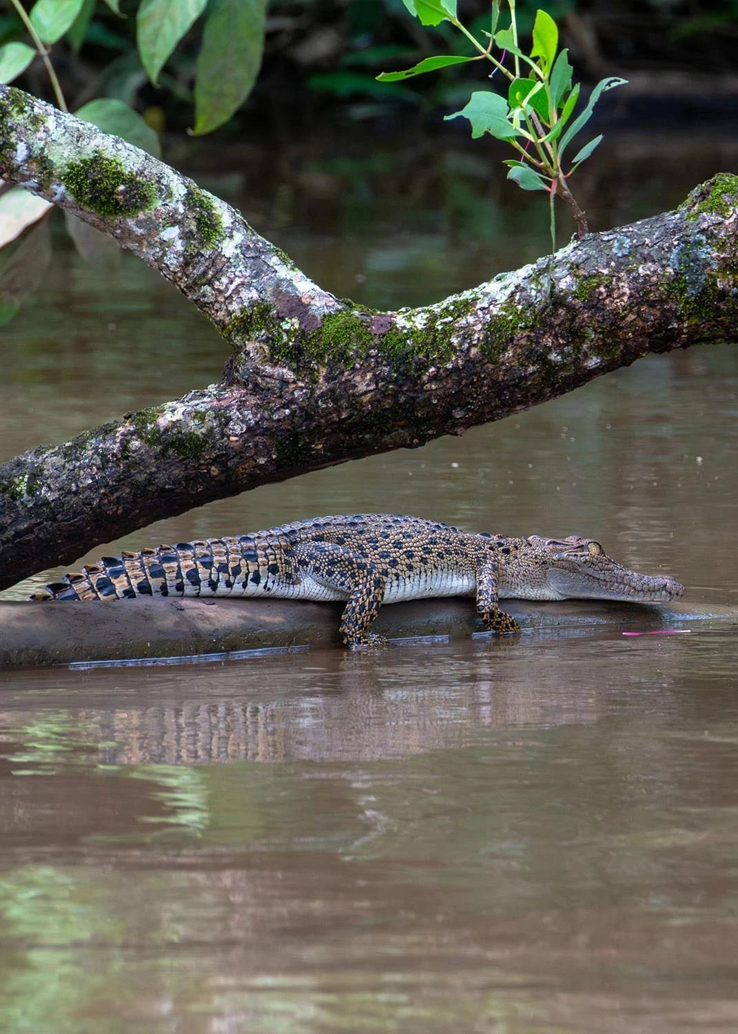 咸水鳄“远洋漂流”之谜解开 跨越印度洋数千公里的灭绝种群被确认
