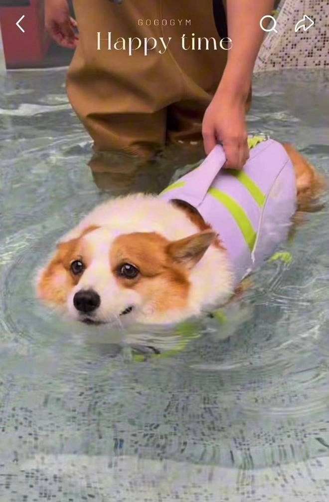 上海宠物健身房月卡1980元,宠物健身年卡近两万可游泳按摩 - 万事屋 | 生活·动漫·娱乐综合社区-银魂同好聚集地