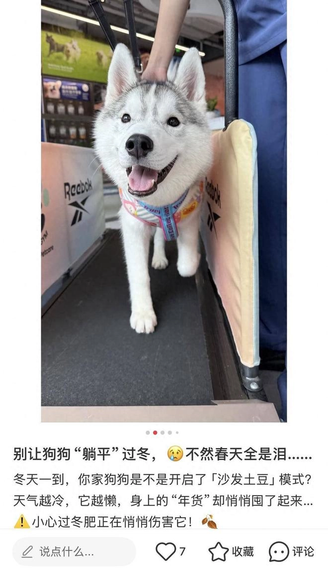 上海宠物健身房月卡1980元，宠物健身年卡近两万可游泳按摩