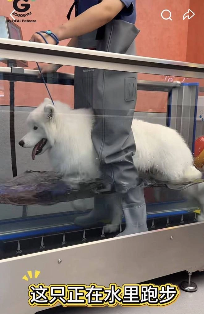 上海宠物健身房月卡1980元，宠物健身年卡近两万可游泳按摩