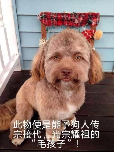 谁发明的“毛孩子”这个词？ - 万事屋 | 生活·动漫·娱乐综合社区-银魂同好聚集地