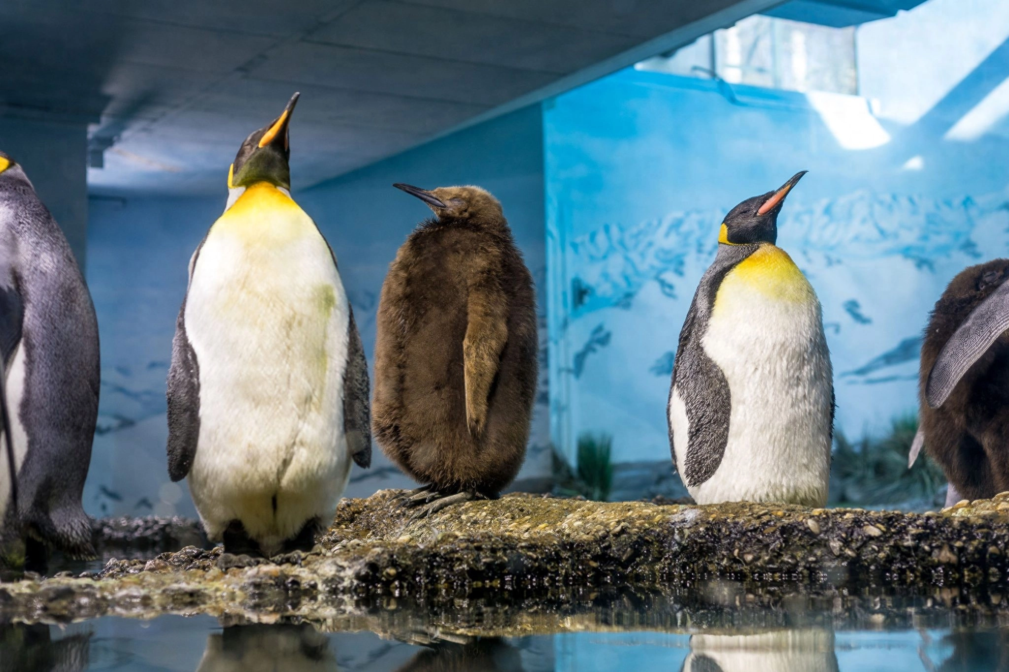 动物园里的企鹅寿命更长 却“老得更快” - 万事屋 | 生活·动漫·娱乐综合社区-银魂同好聚集地