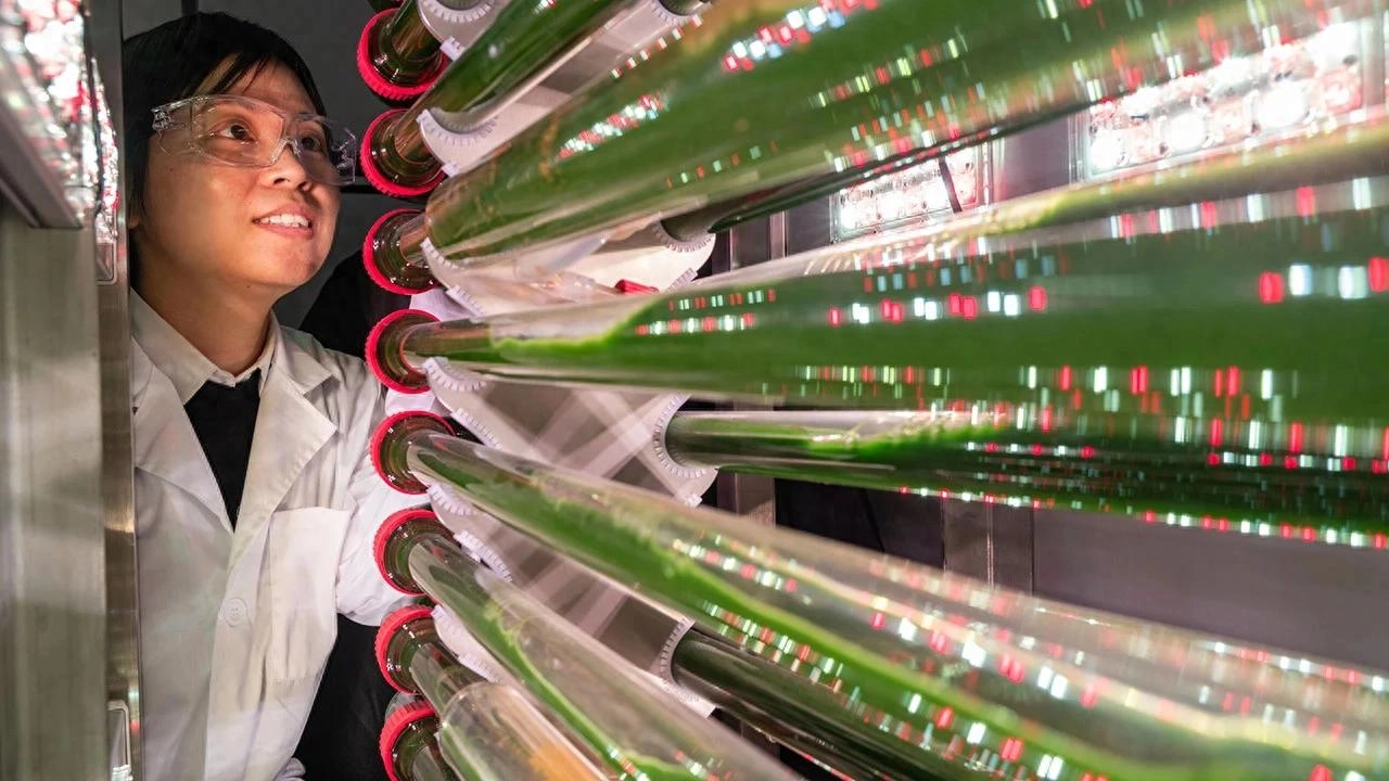 工程改造藻类可高效从饮用水中清除微塑料 - 万事屋 | 生活·动漫·娱乐综合社区-银魂同好聚集地