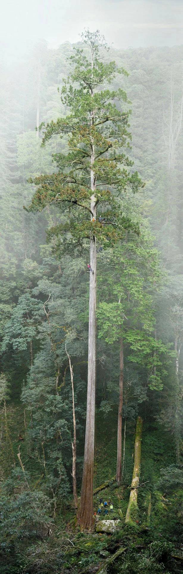 “大安溪倚天剑”现身台湾深山 84.1米东亚最高巨树终被发现