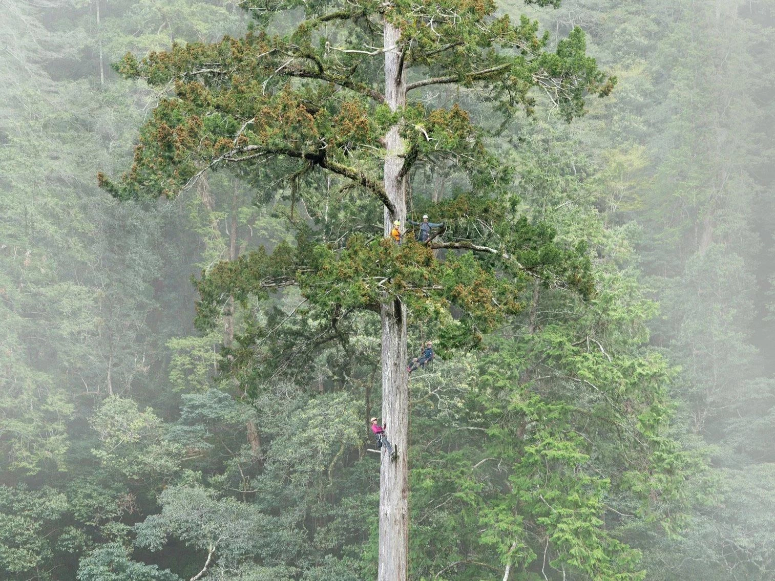 “大安溪倚天剑”现身台湾深山 84.1米东亚最高巨树终被发现