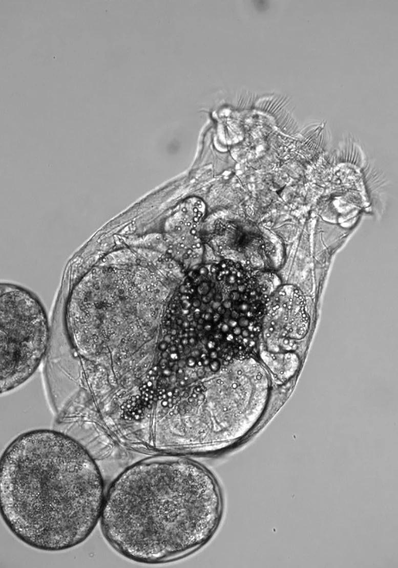 新研究发现母亲生育年龄影响后代的身体特征、寿命以及行为表现