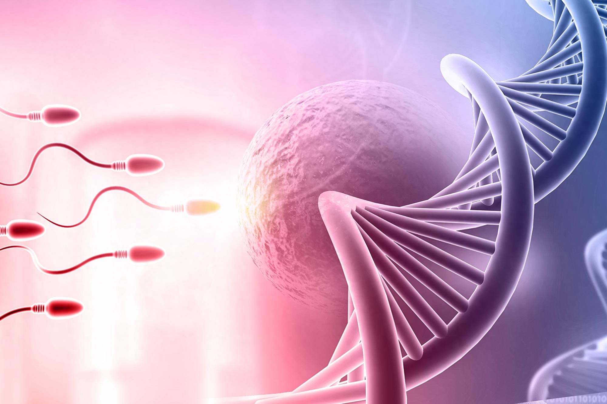 科学家发现人类精子基因重组提前启动 部分遗传差异或在减数分裂前就已形成 - 万事屋