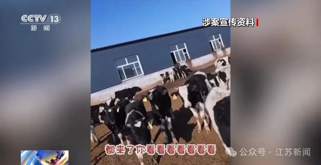 男子花300万元在线认养600头澳洲肉牛,结果牧场和牛都是假的!上海检方披露5.6亿骗局→
