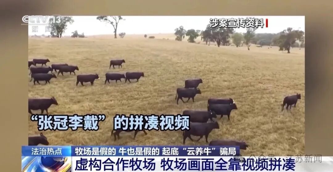 男子花300万元在线认养600头澳洲肉牛,结果牧场和牛都是假的!上海检方披露5.6亿骗局→