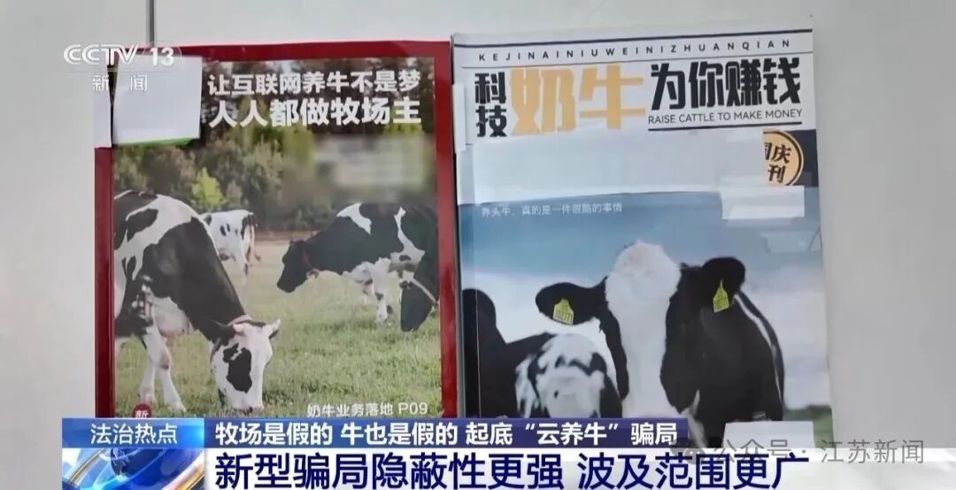 男子花300万元在线认养600头澳洲肉牛,结果牧场和牛都是假的!上海检方披露5.6亿骗局→