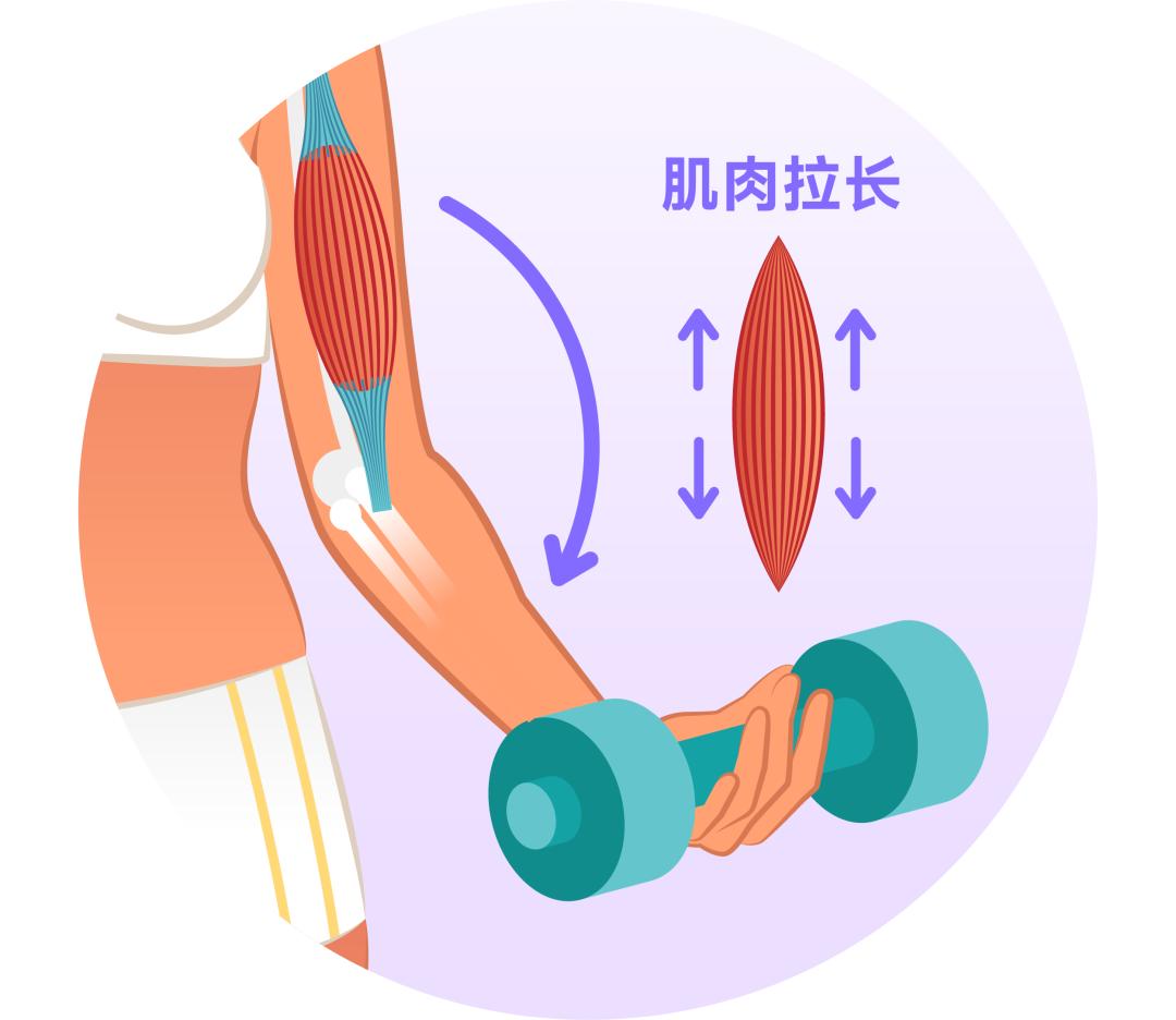 人民日报也在转载:最被低估的练肌肉运动,5分钟就有效!